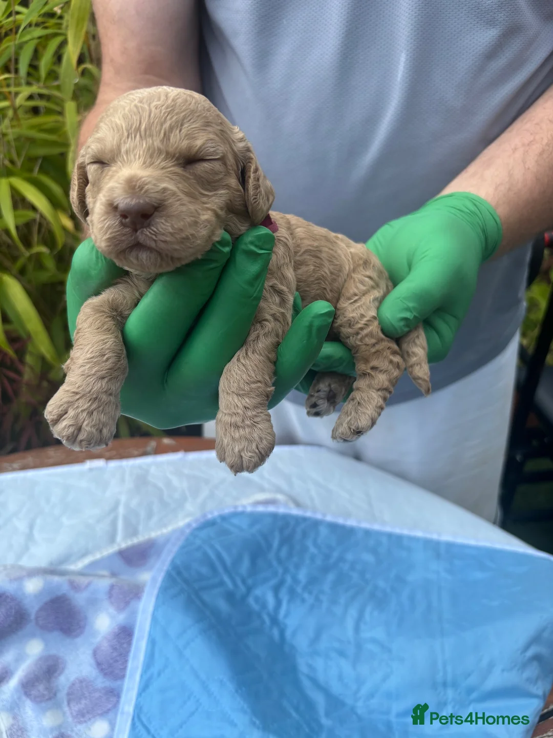 Cockapoo dogs for sale: Leics Charnwood F2 Cockapoos Genetically Tested  - Advert 2