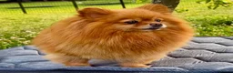 Pomeranian dogs for adoption: Juliet – Female Pomeranian (Young Rescue) - Advert 6