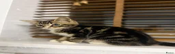 Mixed Breed cats for sale: Adorable Kittens Ready for Their Forever Homes🐾 - Advert 19