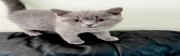 Russian Blue cats for sale: Gorgeous Russian Blue x British shorthaired  - Advert 3