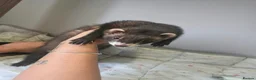 Ferret rodents for sale: 2 female Jill's for rehoming  - Advert 4
