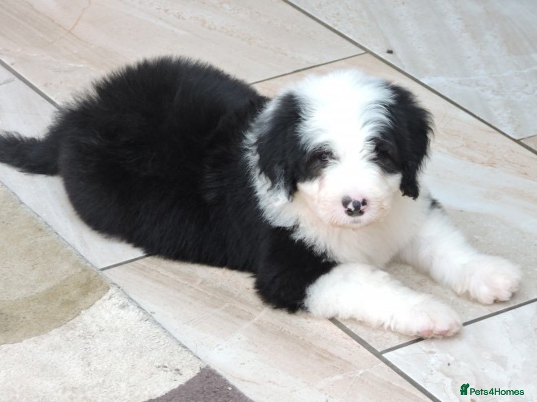 Old English Sheepdog dogs for sale: Quality Homes Only!!!Old English Sheepdog Pups. - Image 5