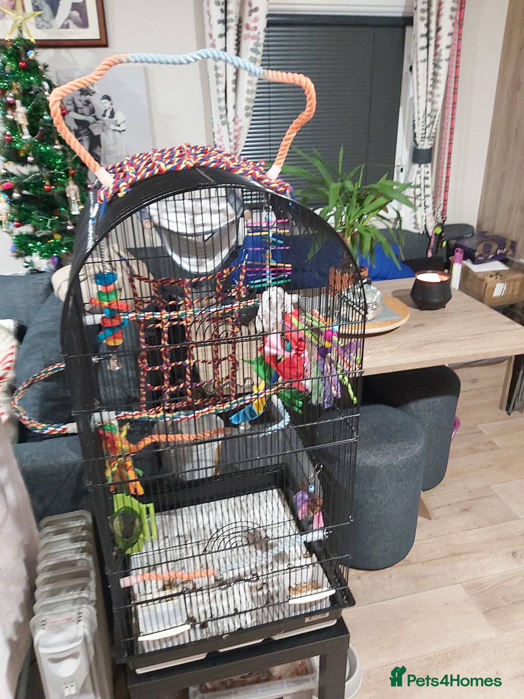 Conures birds for sale: Dna black capped conure tame female - Advert 4