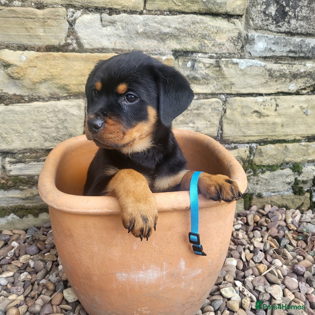 Rottweiler dogs for sale: Chunky Rottweiler Puppies  - Image 17