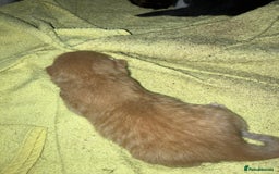 Mixed Breed cats for sale: 5 gorgeous kittens - Image 11