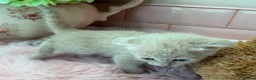 Scottish Fold cats for sale: Stunning Scottish fold & Selkirk Rex kitten  - Advert 22