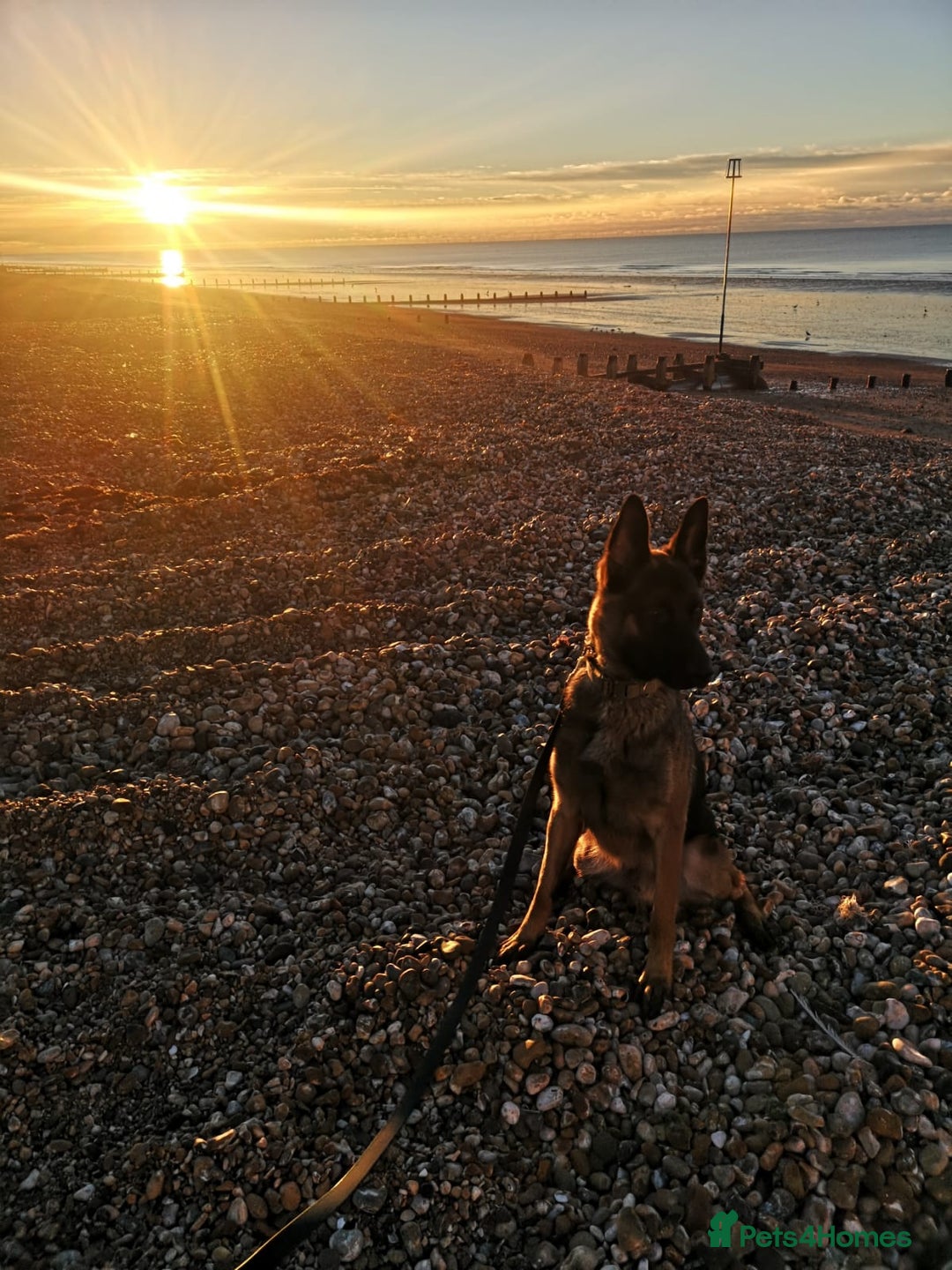 Belgian Shepherd Dog dogs for sale: Gorgeous Belgian Mali - Advert 4