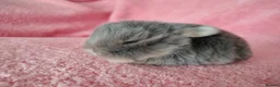 Mini Lop rabbits for sale: Baby mini lops for sale  - Advert 8