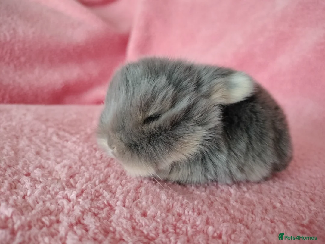 Mini Lop rabbits for sale: Baby mini lops for sale  - Advert 8