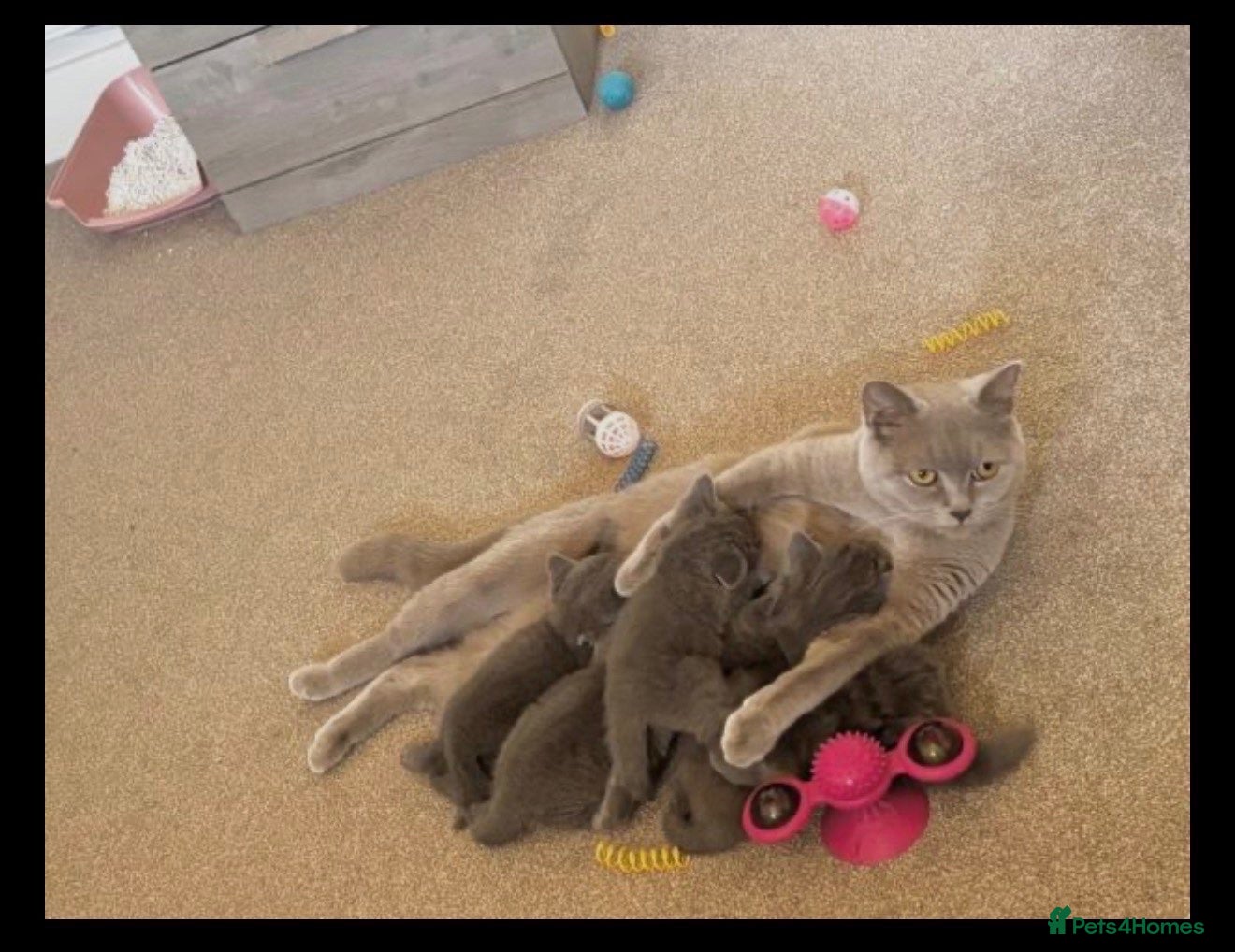 British Shorthair cats BEAUTIFUL BSH KITTENS - Advert 1