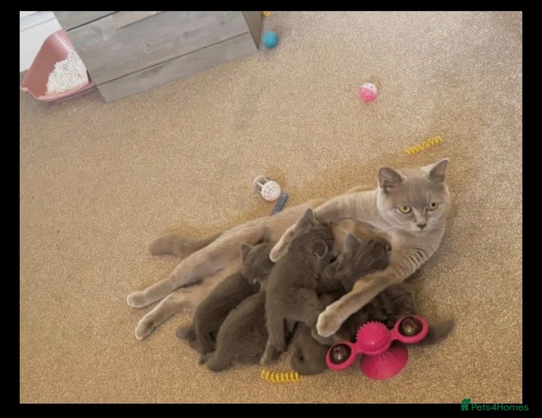 British Shorthair cats for sale: BEAUTIFUL BSH KITTENS in London - Advert 1
