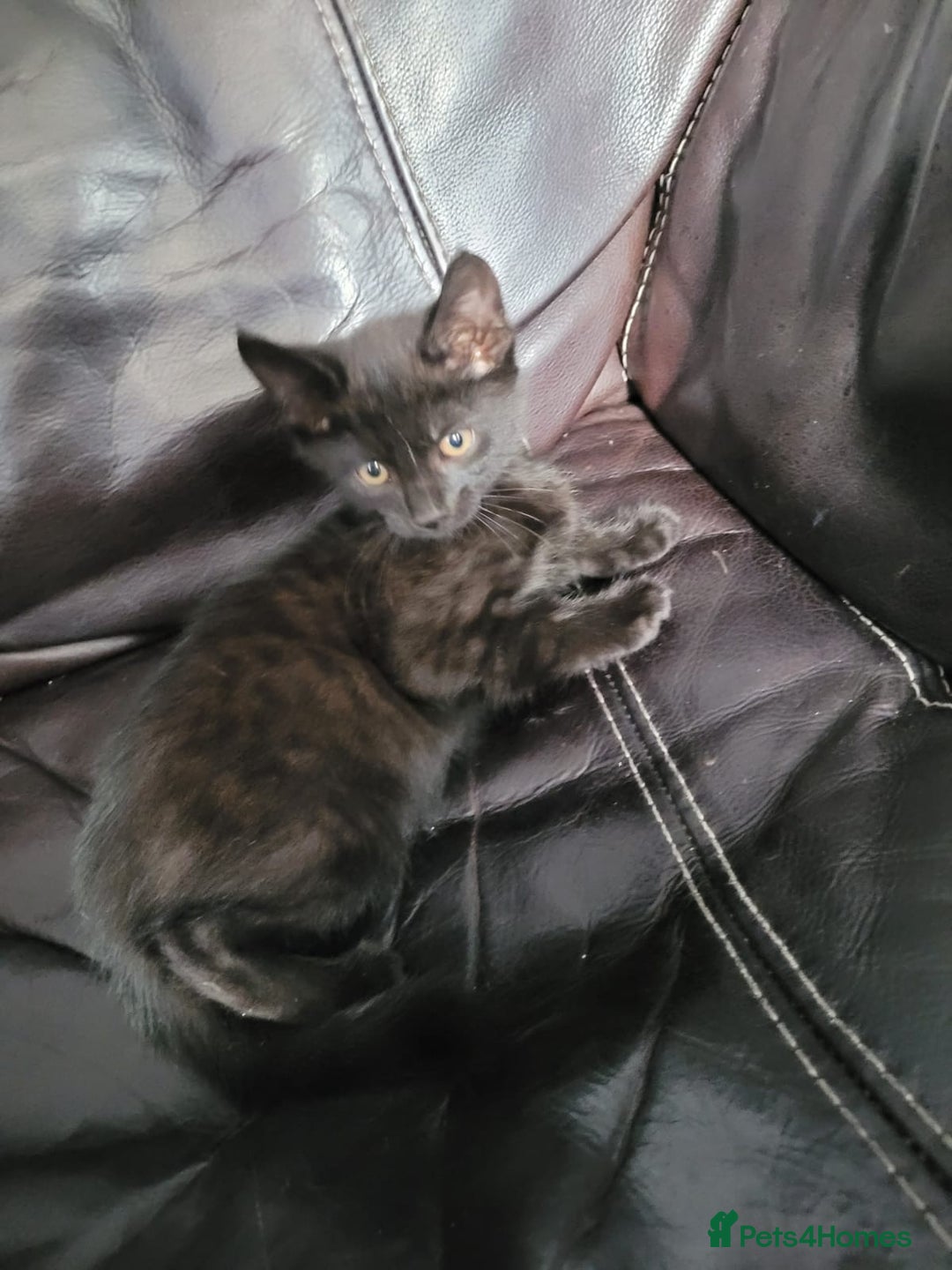 British Shorthair cats for sale: Beautiful kittens for sale  - Image 2