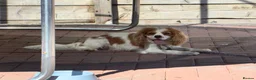 Cavalier King Charles Spaniel dogs for sale: Cavalier King Charles spaniel boy  - Advert 3