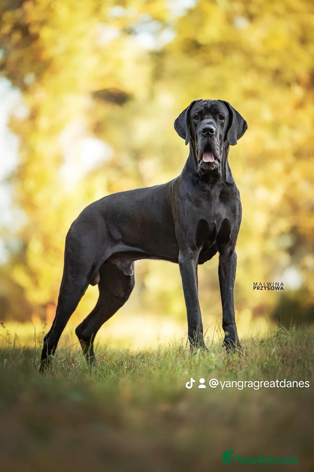 Great Dane dogs for stud: Interchampion and champion Proven for stud in Wakefield - Advert 6