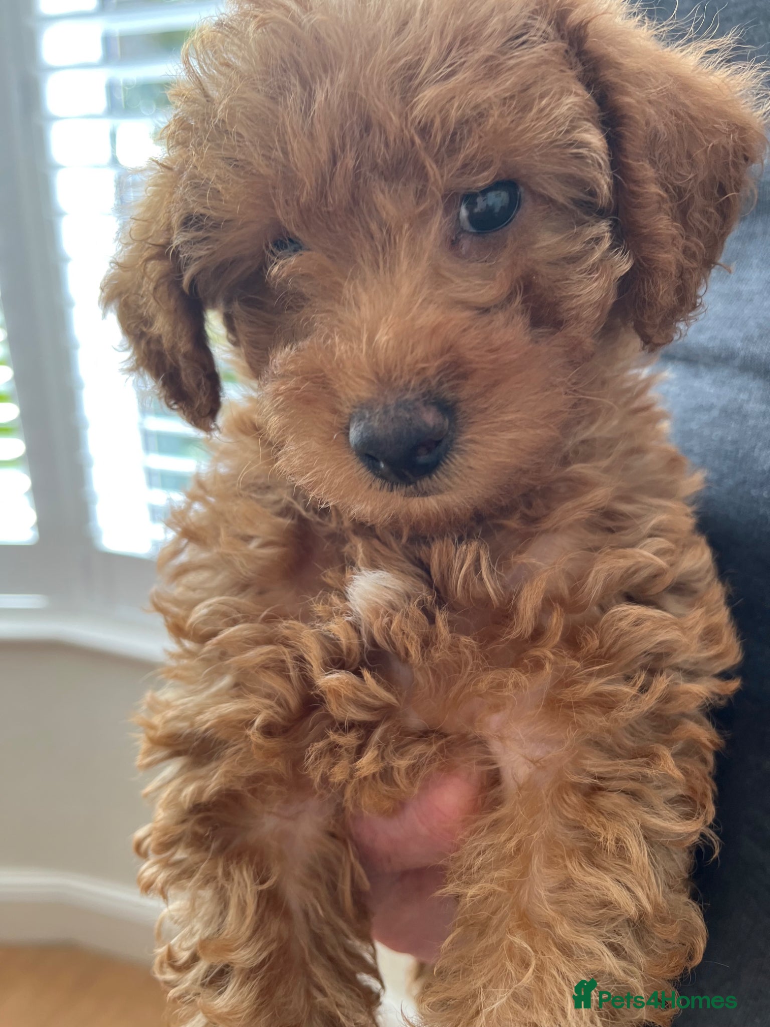 Toy Poodle dogs Toy poddle - Advert 2