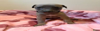 Whippet Puppy 7