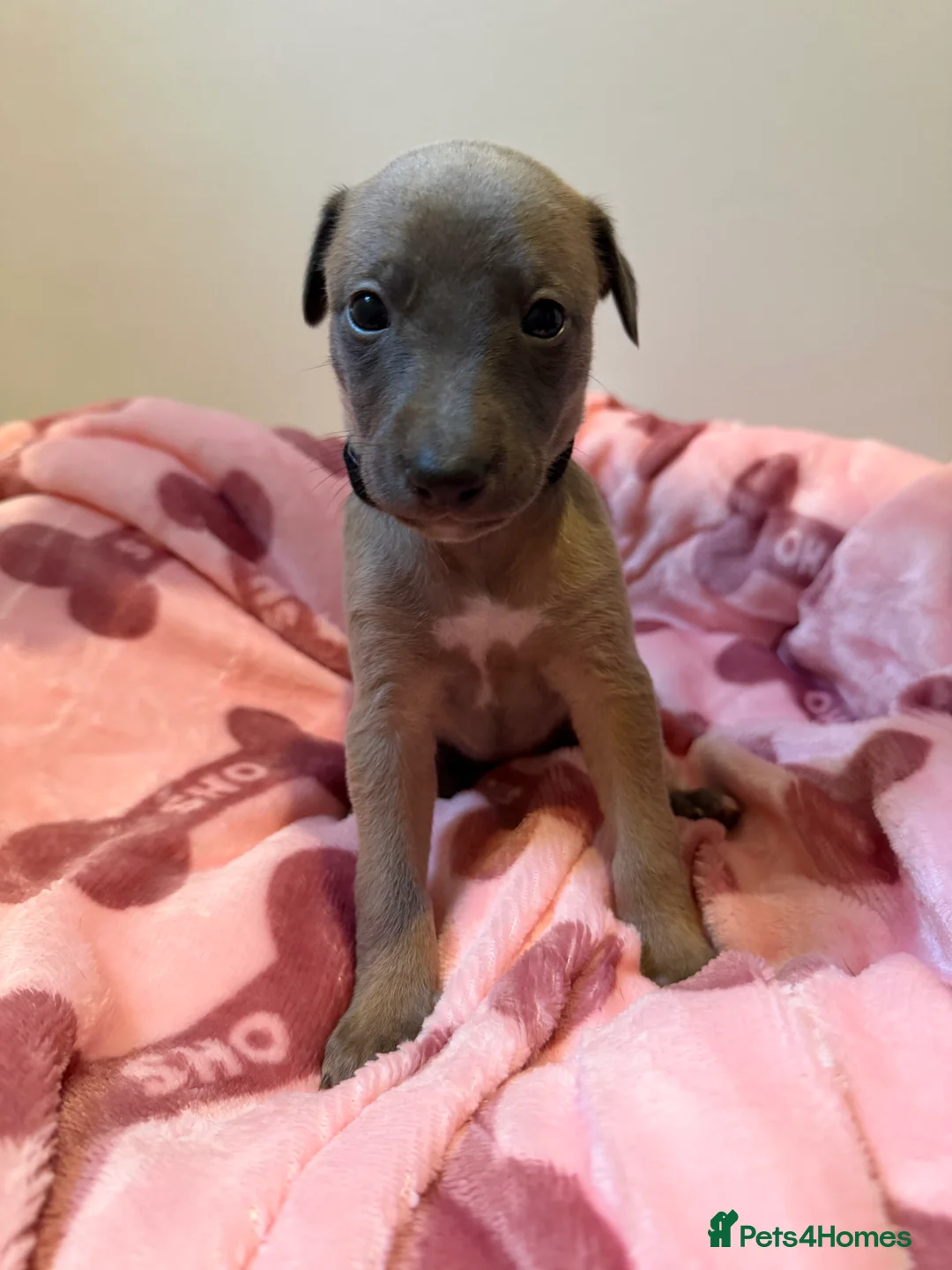 Whippet dogs for sale: Quality KC reg whippet puppies  - Advert 3