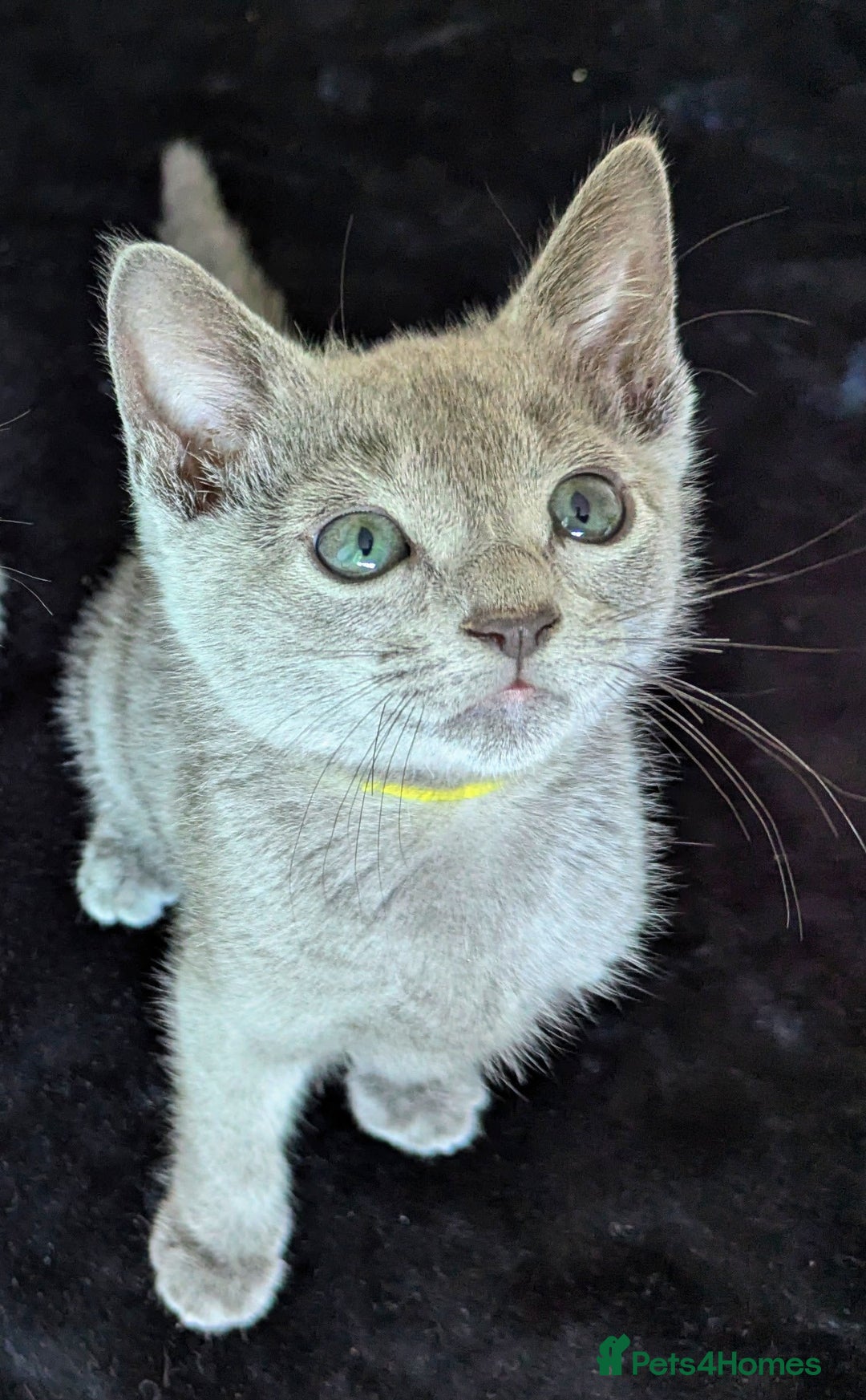 Russian Blue cats for sale: Pedigree TICA Registered kittens - Image 13