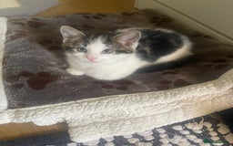 Mixed Breed cats for sale: Looking for forever home - Image 7