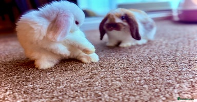 Mini Lop rabbits - Advert 3
