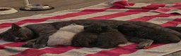 British Shorthair cats for sale: Adorable British Short hair kittens  - Advert 22