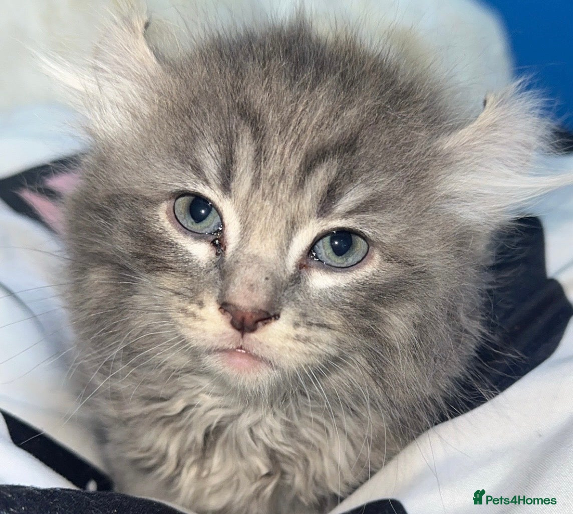 Mixed Breed cats Sphynx mixed with American curl - Advert 1