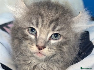 Mixed Breed cats Sphynx mixed with American curl - Advert 1