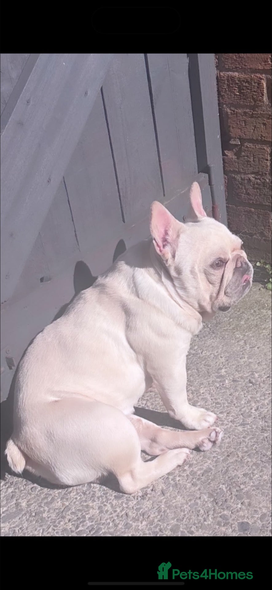 French Bulldog dogs French bulldog for rehoming  - Advert 2