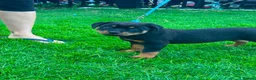 Rottweiler dogs for sale: Beautiful Rottweiler puppies for sale in Tonbridge - Advert 7