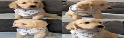 Golden Retriever dogs for sale: Beautiful Golden retriever Pups Showline KC Reg - Advert 4