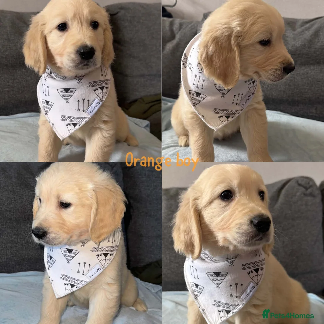 Golden Retriever dogs for sale: READY TO LEAVE NOW!GORGEOUS GOLDEN RETRIEVER PUP.  - Advert 1