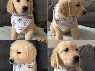 Golden Retriever dogs READY TO LEAVE NOW!GORGEOUS GOLDEN RETRIEVER PUP. - Advert 12