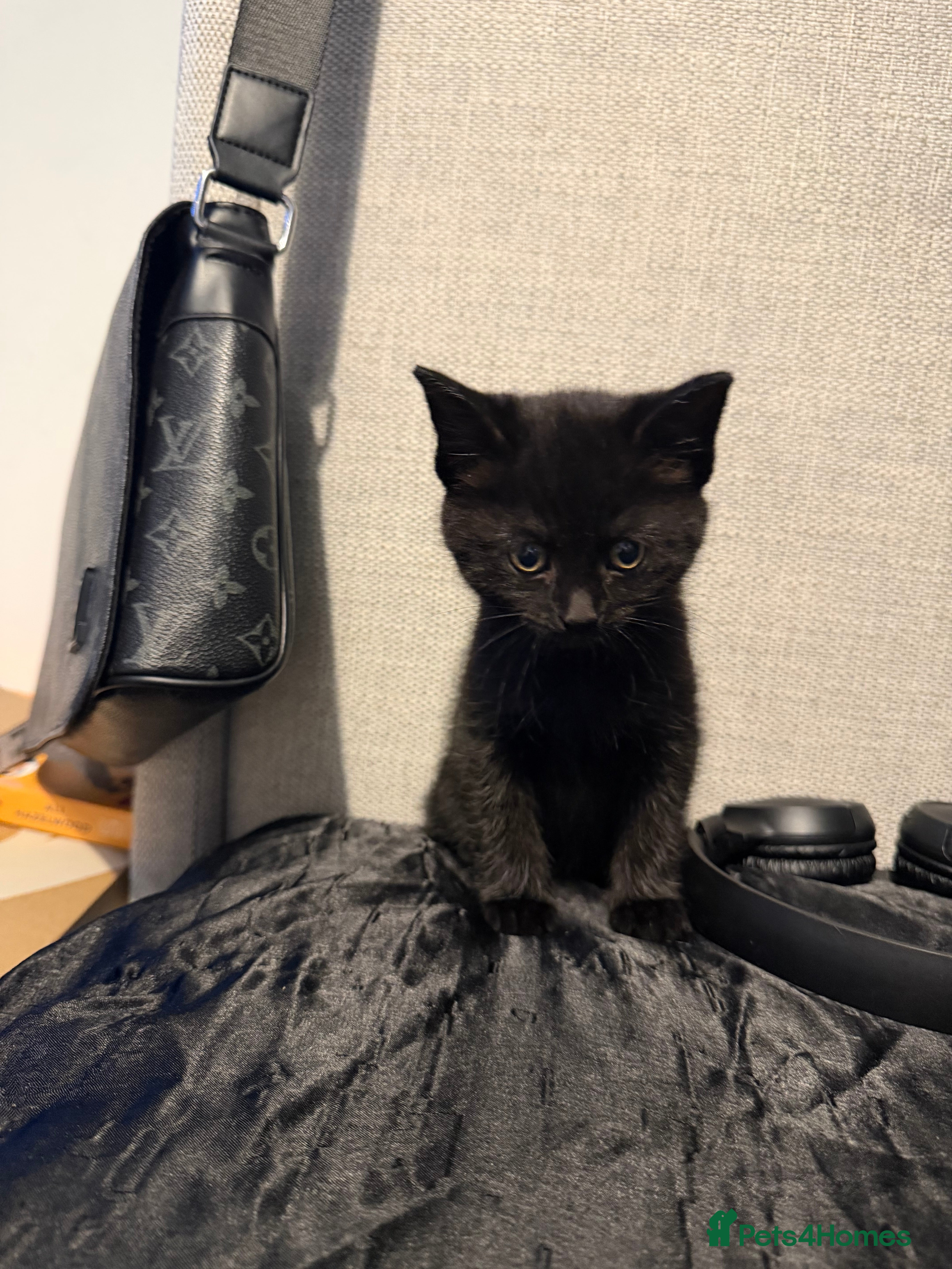 Brazilian Shorthair cats 2 Female, Black, British shorthair kittens - Advert 2