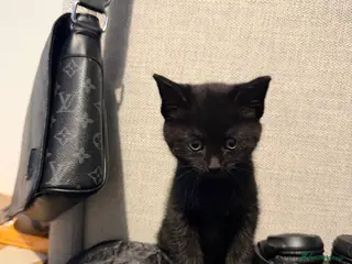 Brazilian Shorthair cats 2 Female, Black, British shorthair kittens - Advert 2