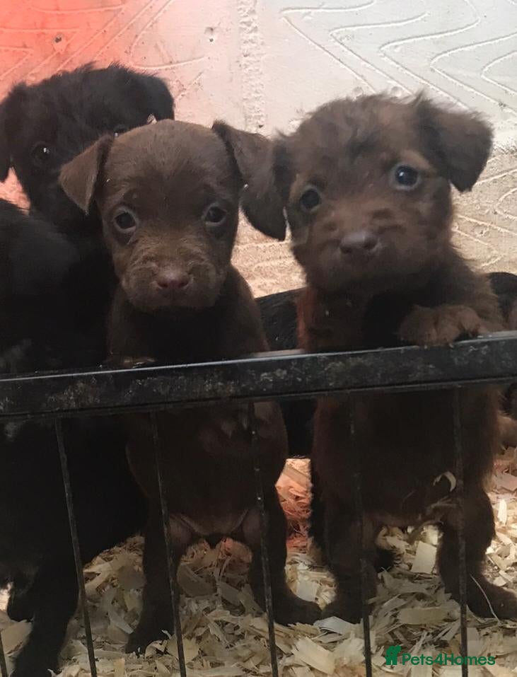 Patterdale Terrier dogs Patterdale terrier puppies  - Advert 3