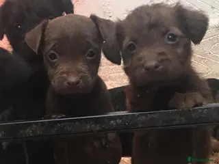 Patterdale Terrier dogs Patterdale terrier puppies - Advert 2