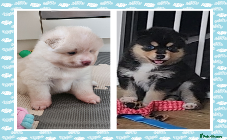 Pomsky dogs - Advert 5