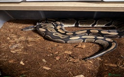 Python Snake reptiles for sale: Albino Lesser Male Ball Python  - Image 3
