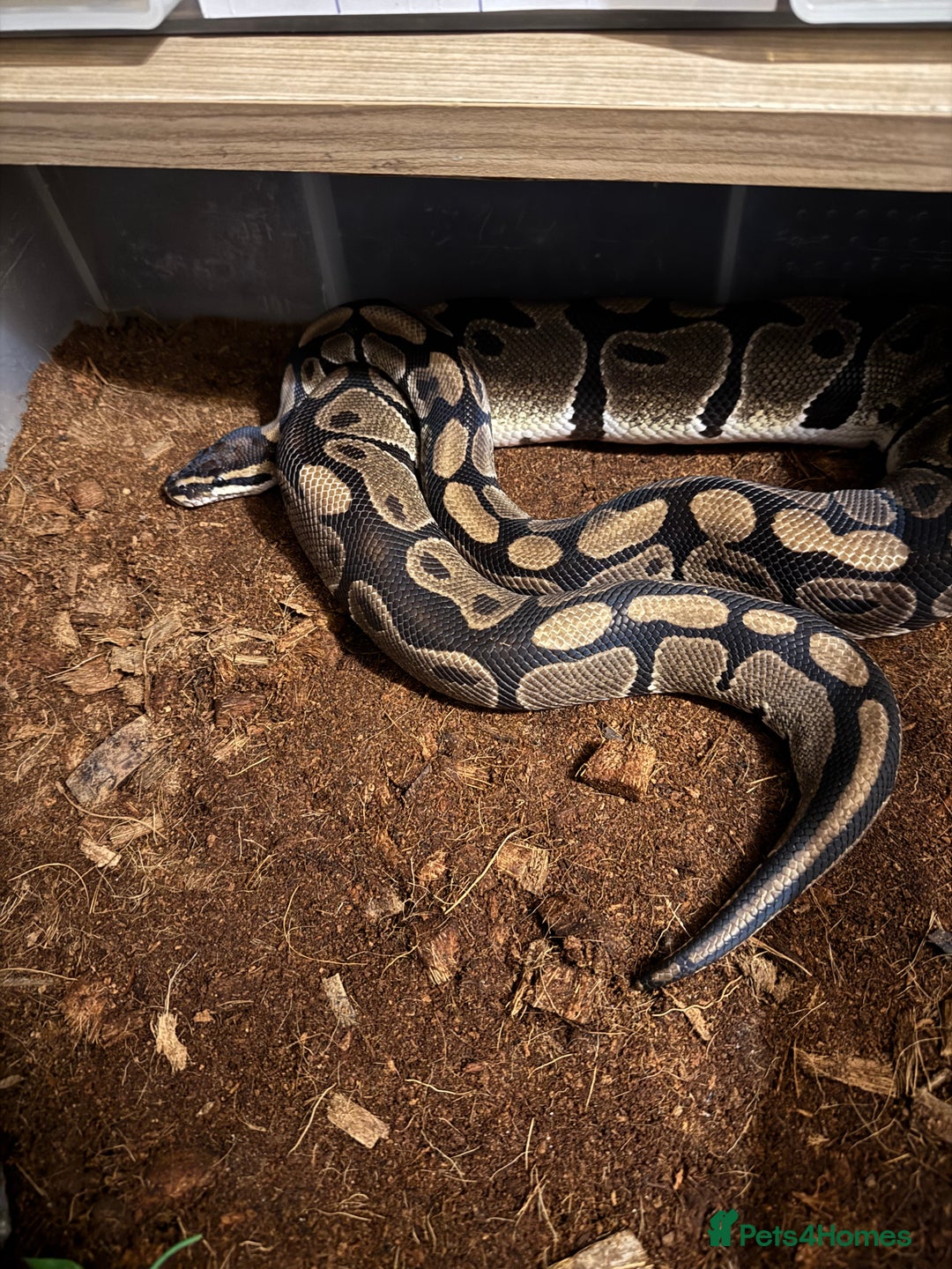 Python Snake reptiles for sale: Albino Lesser Male Ball Python  - Image 3