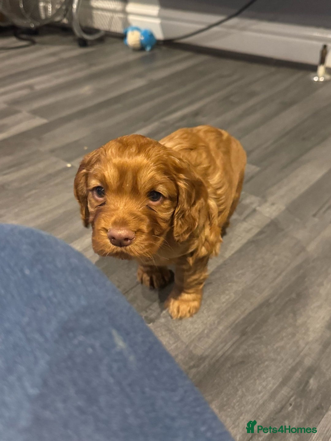 Cocker Spaniel dogs for stud: KC REGISTERED COCKER SPANIEL STUD in Worcester - Image 18