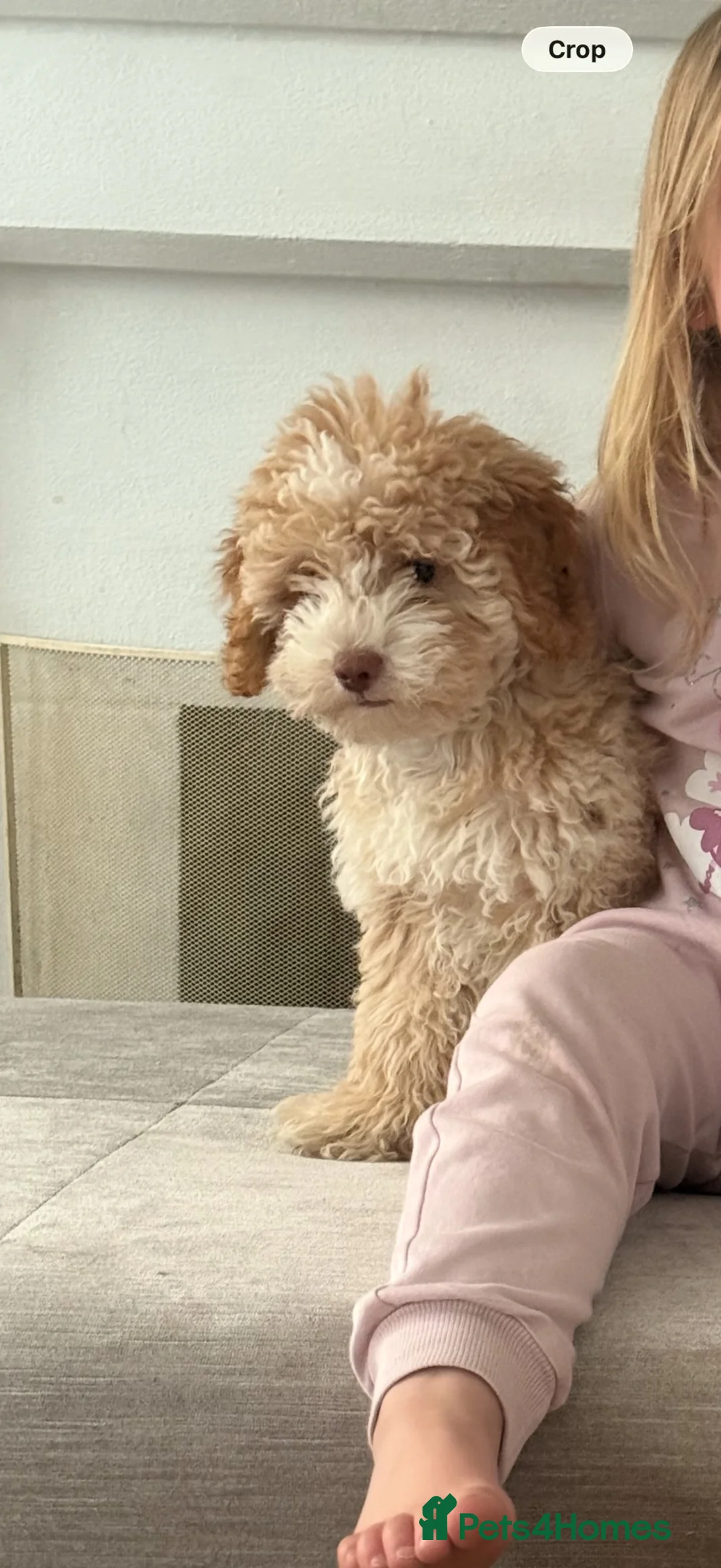 Cockapoo dogs for sale: Beautiful year old cockapoo x la aphso  in Great Missenden - Advert 2