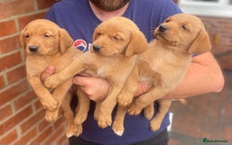 Labrador Retriever dogs for sale: Health Tested Working Labradors  - Image 13
