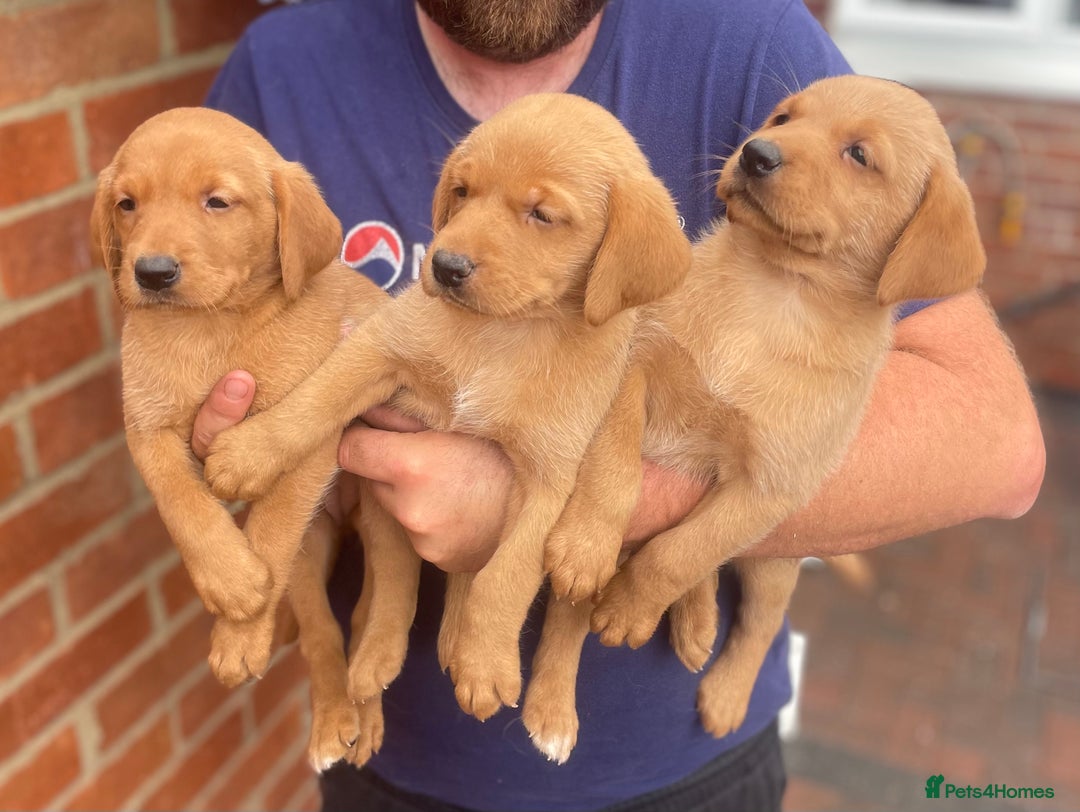 Labrador Retriever dogs for sale: Health Tested Working Labradors  - Image 13