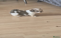 Shih Tzu dogs for sale: 🐾 Amazing Purebred Shih Tzu Puppies Crawley 🐾 - Advert 11