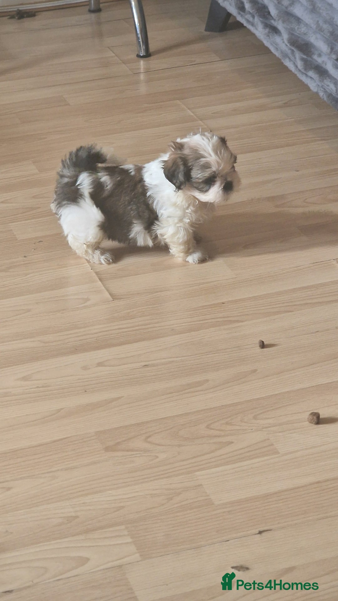 Shih Tzu dogs for sale: 🐾 Amazing Purebred Shih Tzu Puppies Crawley 🐾 - Advert 11
