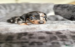 Miniature Dachshund dogs for sale: Stunning mini smooth dachshund pups  - Image 12