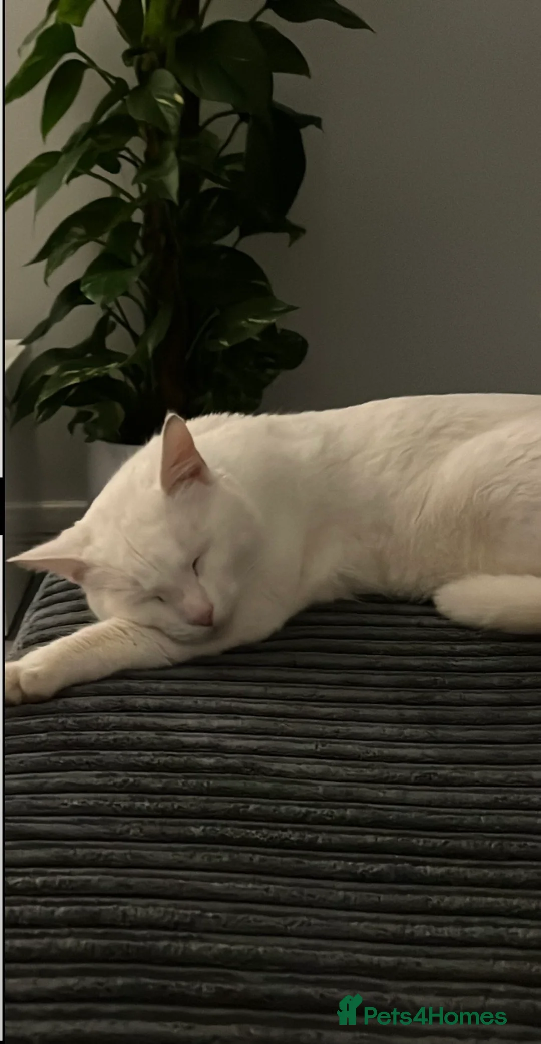 British Shorthair cats for sale: Snowy  in Wilmslow - Advert 2