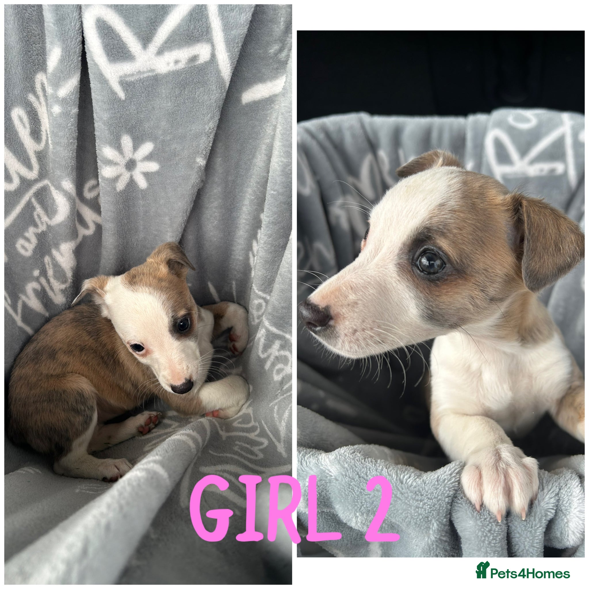 Mixed Breed dogs Chihuahua cross Whippet Puppies  - Advert 12
