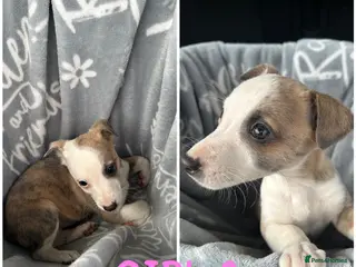 Mixed Breed dogs Chihuahua cross Whippet Puppies - Advert 9