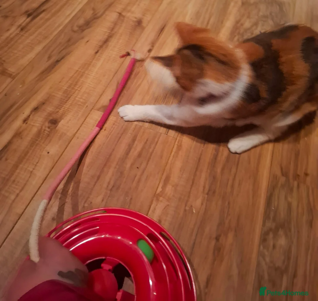 Domestic Shorthair cats for adoption: 🌸 Rose a special young female cat for adoption in Doncaster - Advert 2